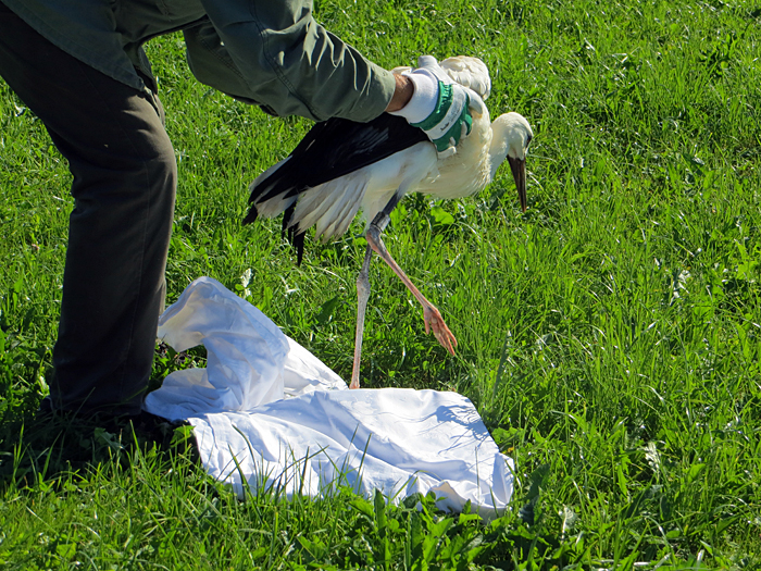 storch1