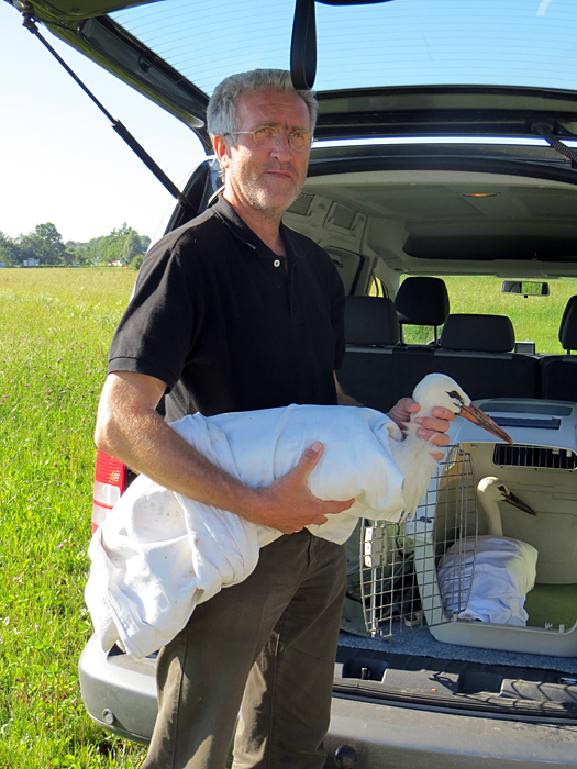 storch2